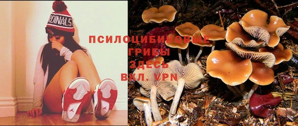 индика Новокубанск